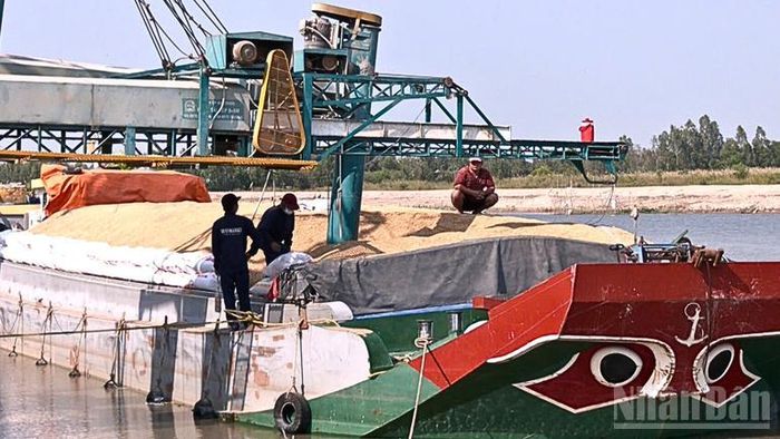 Các doanh nghiệp đang tăng cường thu mua lúa để giúp nông dân tiêu thụ không bị giảm giá.