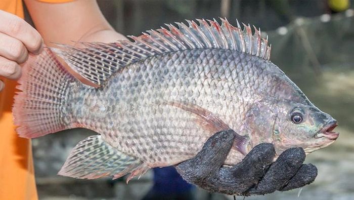Cá rô phi đang trở thành nạn nhân của tin giả trên mạng xã hội