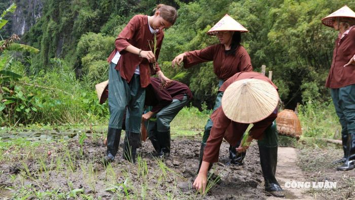 Ngoài ra, du khách Mỹ và châu Âu cũng yêu thích trải nghiệm cấy lúa. Lội ruộng với từng khóm mạ được đặt xuống bùn khiến họ cảm nhận rõ sự vất vả của người nông dân và trân trọng hơn từng hạt gạo trên mâm cơm.