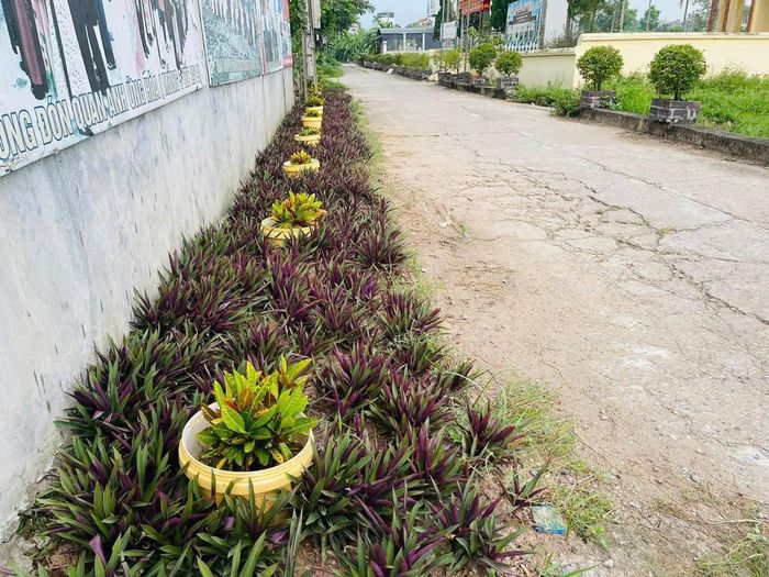 Với mô hình “đường hoa kiểu mẫu", ông Trần Quang Huy gần 8 năm tự nguyện chăm sóc đường hoa, không nhận thù lao. Ảnh: Quang Huy