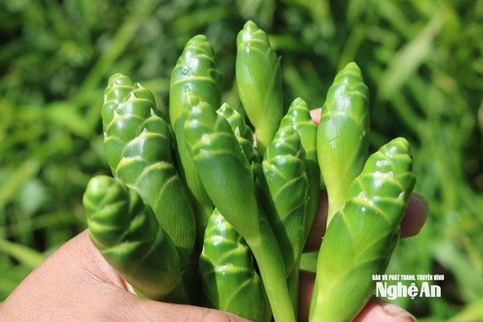 Hoa gừng là sản phẩm nông sản sạch đang được ưa chuộng. Ảnh: Lữ Phú