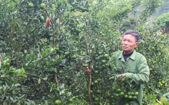  Ông Vũ Văn Chiệng mạnh dạn trồng xen canh nhiều giống cam để thu hoạch rải vụ. 