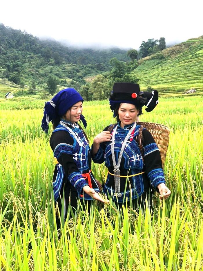  Chọn ngày đẹp, các gia đình người Hà Nhì ra ruộng cắt lúa về làm lễ cúng cơm mới. 