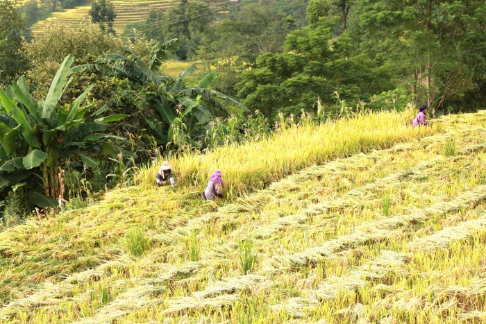 Mùa thu, trên các tràn ruộng bậc thang lúa đã chín vàng, đồng bào vùng cao vào vụ thu hoạch lúa. 