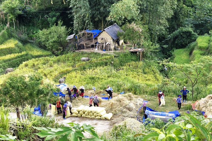  Đồng bào Hà Nhì thu hoạch lúa canh tác trên ruộng bậc thang. 