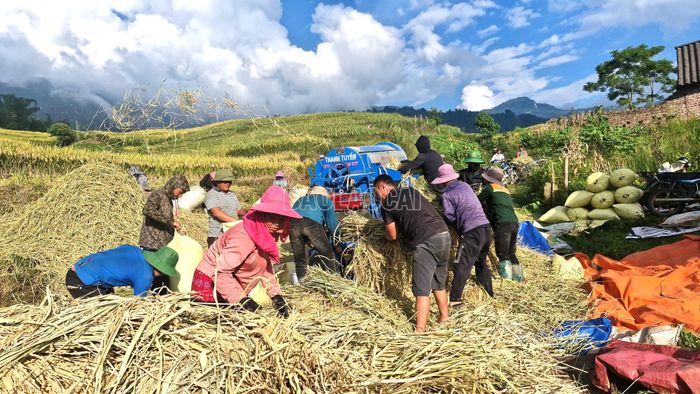  Không khí mùa gặt rộn ràng trên ruộng bậc thang vùng cao xã Mường Hum, Trịnh Tường, Y Tý. 