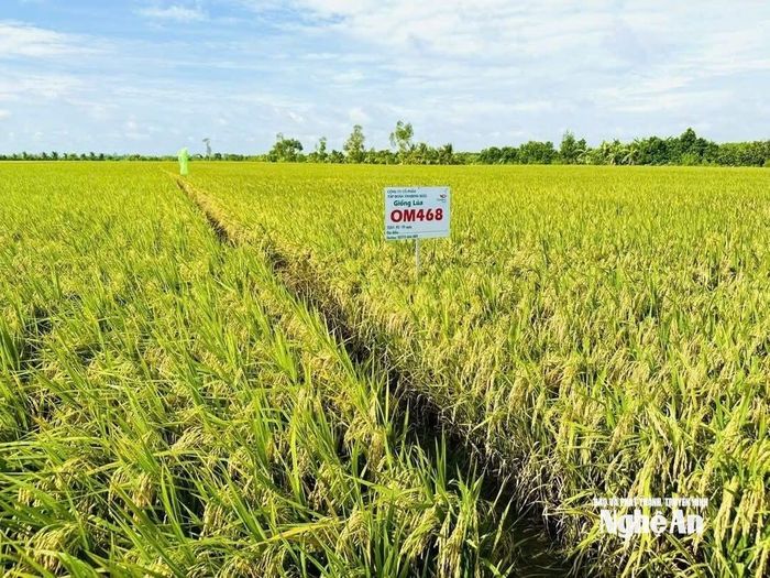 Điểm nổi bật khác của giống lúa OM468 là khả năng chống chịu tốt với các loại sâu bệnh hại phổ biến và thích ứng với điều kiện khắc nghiệt. Ảnh: P.V
