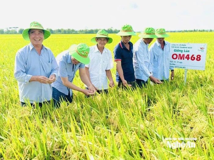 HTX Nông nghiệp Hùng Cường (Đồng Tháp) sản xuất lúa OM468. Ảnh: Thùy Linh