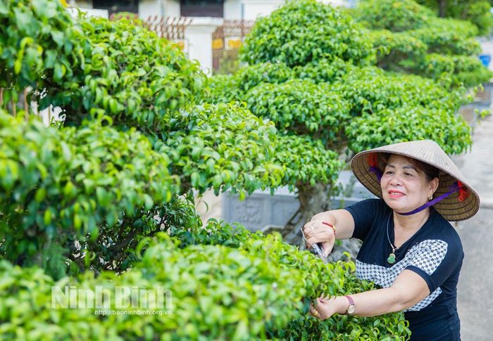 Bà Phạm Thị Liên, thôn Vị Khê coi việc chăm sóc cây thế là niềm vui mỗi ngày.