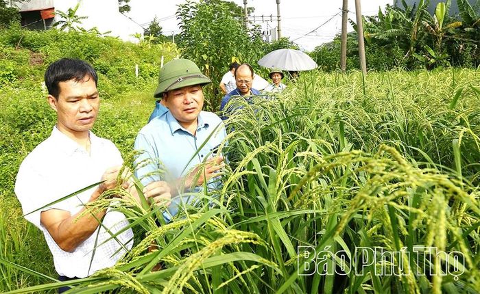 Chi cục Trồng trọt và Bảo vệ thực vật khảo sát giống lúa nếp Gà gáy tại xã Sơn Lương.