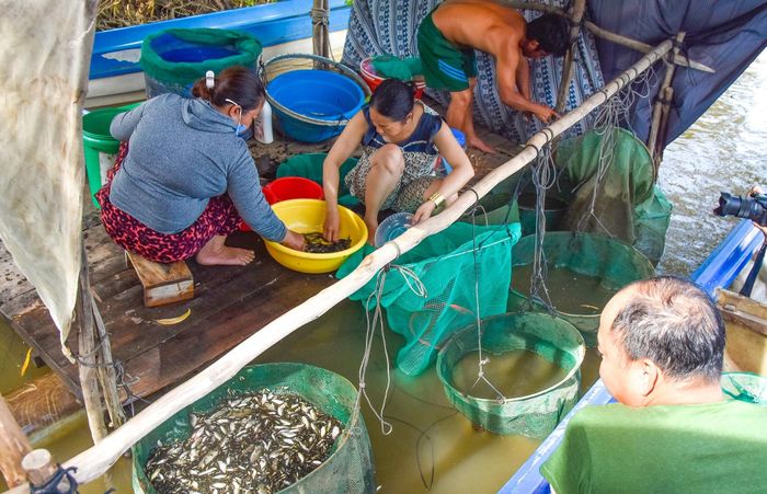 Người dân lựa cá bán cho thương lái.
