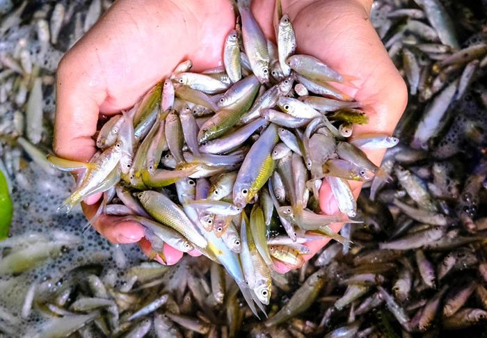Cá linh non đầu mùa còn ít nên được thương lái săn đón. Đây là sản vật đặc trưng mùa nước nổi đã làm nên những món ăn trứ danh như canh chua cá linh bông điên điển, cá lihn kho lạc, mắm cá linh…