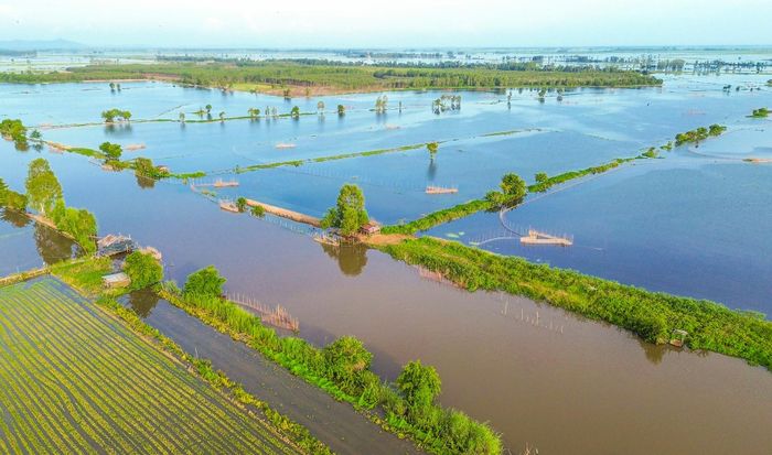 Nước nổi tràn đồng ở thượng nguồn An Giang, mang theo lượng lớn phù sa bồi đắp cho ruộng đồng thêm màu mỡ...