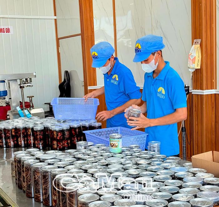 Đóng gói sản phẩm ba khía muối tại HTX Ba Khía Đầm Dơi.