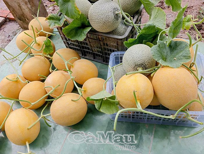 Nhiều nông sản được đưa lên sàn thương lại điện tử.