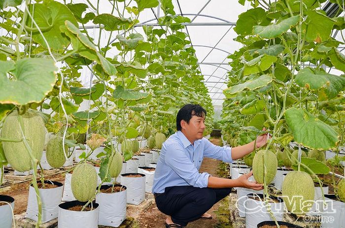 Anh Hồ Quốc Trạng ứng dụng công nghệ cao trồng dưa lưới trong nhà màng.