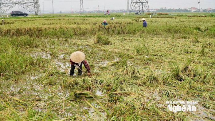Nhiều diện tích lúa hè thu bị đổ ngã do mưa bão. Ảnh: Phú Hương