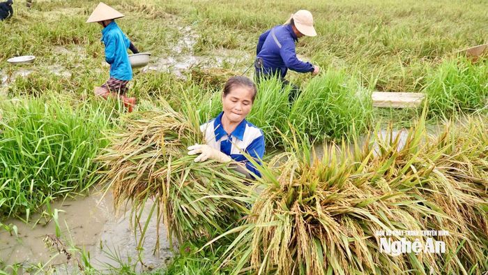 Nông dân "vớt" lúa hè thu. Ảnh: Phú Hương