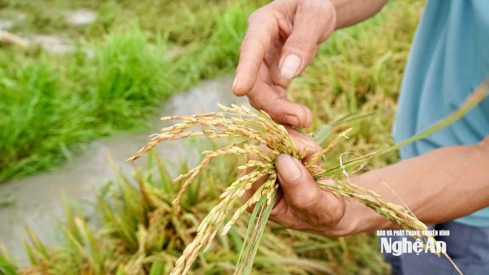 Lúa hè thu của xã Quảng Châu mọc mầm sau mấy ngày ngâm trong nước. Ảnh: Phú Hương
