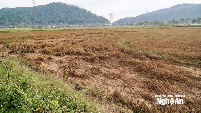 Do mưa lớn, ngập sâu, xã Kim Liên có 1.800/2.337 ha lúa hoàn toàn không cho thu hoạch. Ảnh: Phú Hương