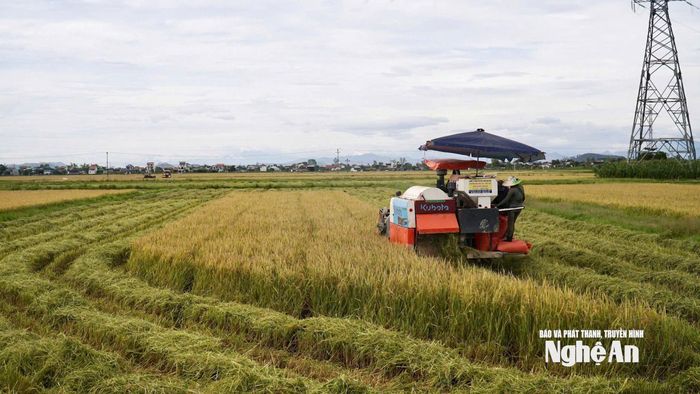 Thu hoạch lúa hè thu tại xã Văn Hiến. Ảnh: Phú Hương