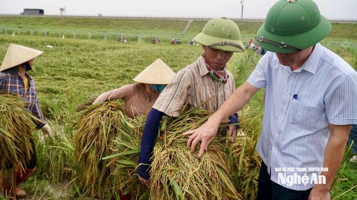 Lãnh đạo xã Quảng Châu kiểm tra tình hình thu hoạch lúa hè thu bị đổ ngã. Ảnh: Phú Hương
