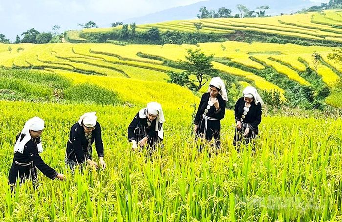Mùa vàng ở Hồng Thái.