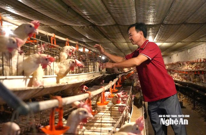 Hiện trang trại chuồng lạnh của ông Sơn có quy mô 3.000m2. Ảnh: T.P