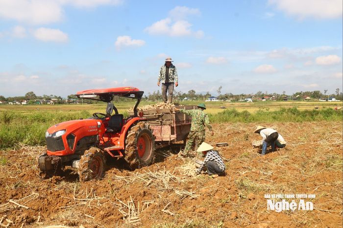Theo bà con địa phương, năng suất thấp, giá thu mua chỉ bằng 1 nửa năm trước, nên vụ sắn này với bà con nông dân là một vụ sắn "đắng", thất thu, nhiều hộ lỗ nặng. Ảnh: Huy Thư