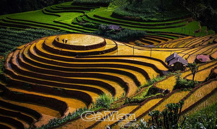 Đồi mâm xôi La Pán Tẩn.