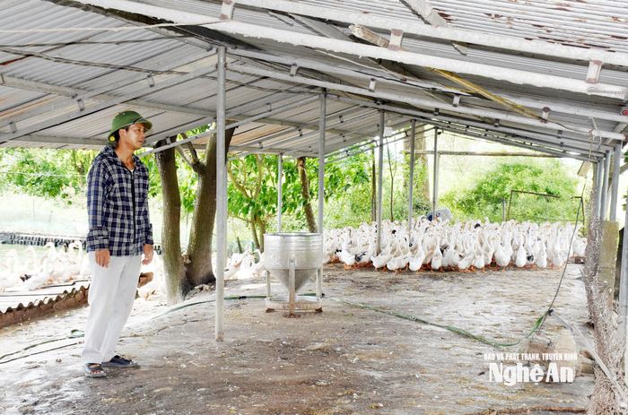 Gia trại của ông Nguyễn Sỹ Thắng có hàng nghìn con vịt lấy thịt và lấy trứng. Ảnh: Công Khang