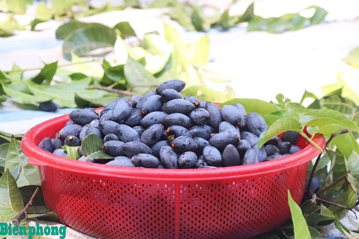 Trám đen có thể chế biến thành nhiều món ăn lạ miệng, hấp dẫn như: trám om, trám muối, trám nhồi thịt. Ảnh: Quang Lâm