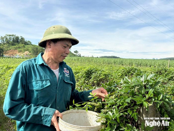 Ông Lê Viết Hiển thu hoạch hoa sâm núi Dành. Ảnh: Minh Thái