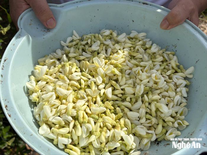 1 sào trồng sâm núi Dành cho năng suất khoảng 40kg hoa khô. Ảnh: Minh Thái