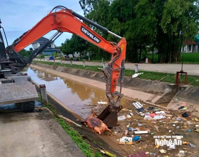 Vẫn còn tình trạng người dân lén lút vứt xác lợn nhiễm bệnh ra môi trường. Ảnh: Q.A