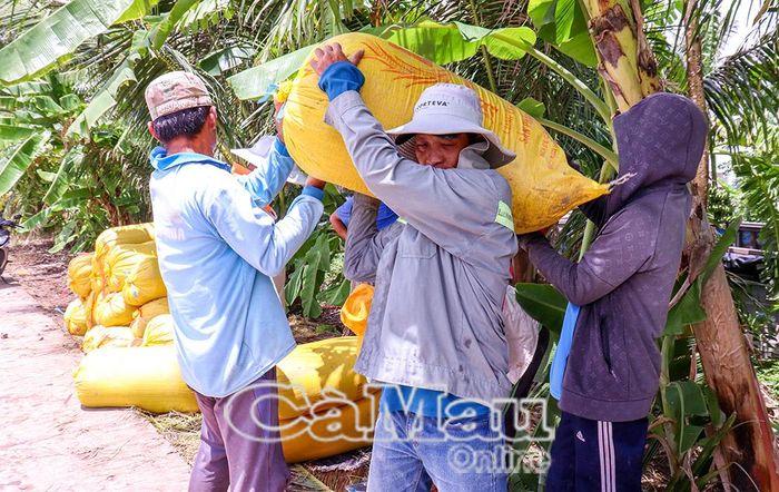 Nông dân cân và chuyển lúa OS20 lên ghe cho công ty bao tiêu.