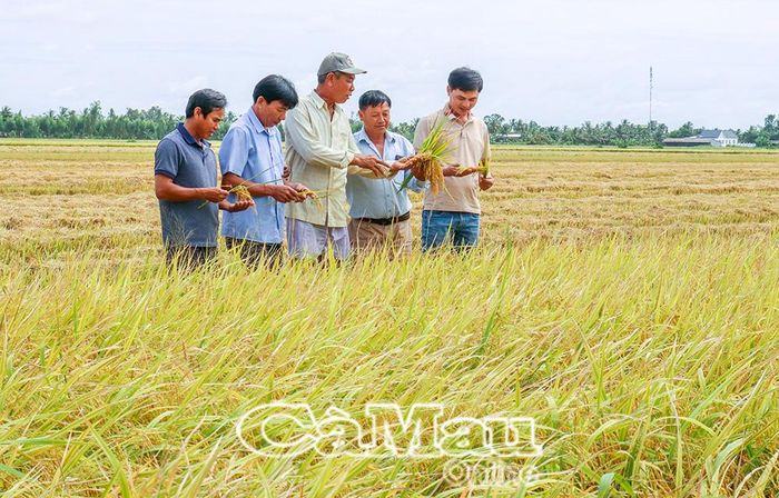 Ông Lê Văn Hoằn (thứ 3 từ phải sang) cùng với Công ty TNHH Chuyển giao tiến bộ kỹ thuật nông nghiệp O MON thăm đồng lúa OS20.