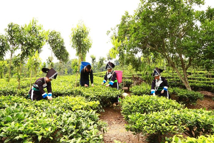  Diện tích chè ở Bản Sinh đã tăng gấp 4 lần, bà con phấn khởi vì có nhiều xưởng thu mua chè với giá ổn định, đem lại thu nhập cao. 