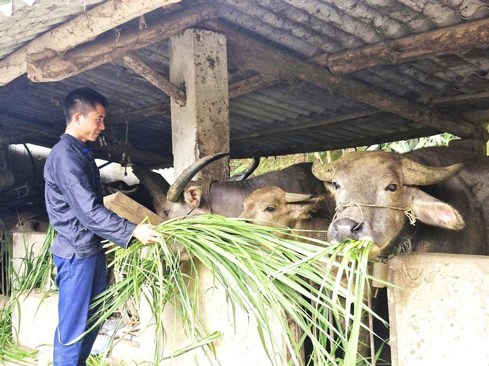  Trưởng thôn Pờ Văn Minh tích cực phát triển mô hình kinh tế tổng hợp: trồng chè, trồng dứa và chăn nuôi gia súc. 