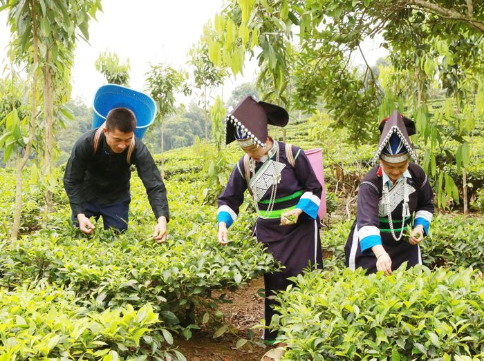  Sinh ra và lớn lên ở thôn Bản Sinh nên Pờ Văn Minh luôn thấu hiểu nỗi nhọc nhằn, vất vả của đồng bào Pa Dí nơi đây. 