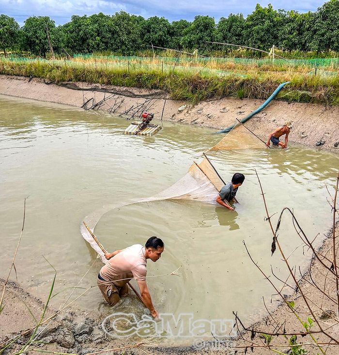 Người dân vùng nuôi cá chình, cá bống tượng phường Tân Thành chủ động di chuyển cá về ao có bờ bao cao để phòng xảy ra mưa lớn, kết hợp triều cường trong thời gian tới gây thất thoát.