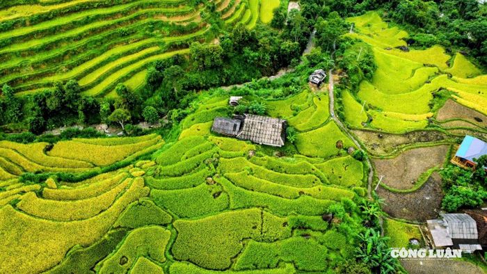 Màu vàng rực rỡ khắp vùng núi Tây Bắc, như bức tranh sơn cước tuyệt đẹp.