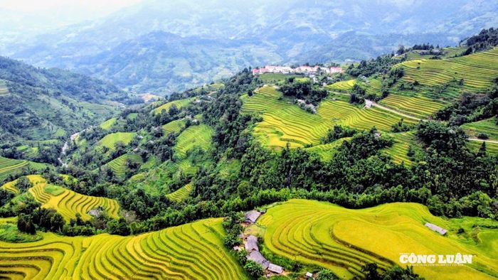 Thời điểm từ cuối tháng 9 đến đầu tháng 10 hàng năm, những thửa ruộng bắt đầu ngả vàng óng ả, tạo nên cảnh sắc cuốn hút mọi du khách. Từ Bản Phùng, Hồ Thầu hay Thông Nguyên là những điểm đến nổi tiếng nhất mùa vàng.