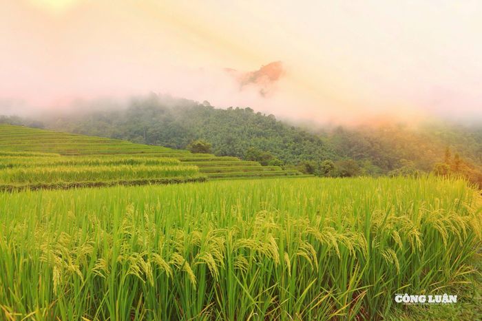 Những bông lúa đang mùa chín vàng, tỏa hương thơm khắp chốn vùng cao Tây Bắc.