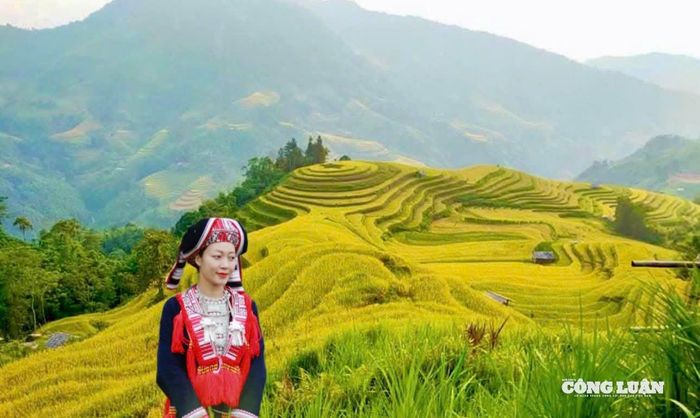 Thiếu nữ người dân tộc La Chí, Dao, Nùng... thả dáng giữa chốn thiên nhiên tuyệt đẹp, bao chùm là sắc vàng rực rỡ của mùa lúa chín vàng suộm.