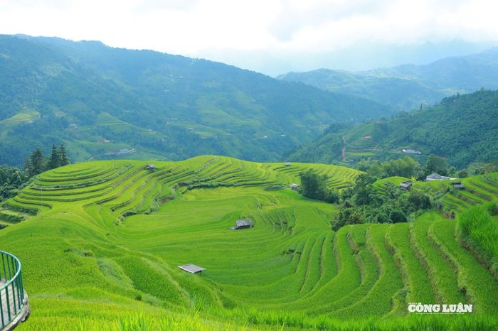 Mùa vàng Hoàng Su Phì là sự giao hòa tuyệt đẹp giữa thiên nhiên và bàn tay lao động của con người. Vẻ đẹp hùng vĩ mà tinh tế ấy không chỉ làm say đắm bước chân lữ khách, mà còn tôn vinh giá trị văn hóa và ý chí bền bỉ của cộng đồng các dân tộc nơi miền cao nguyên biên viễn.