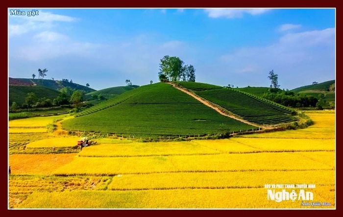 Những cánh đồng bội thu và đồi chè bát ngát ở Nhân Hòa. Ảnh: CSCC