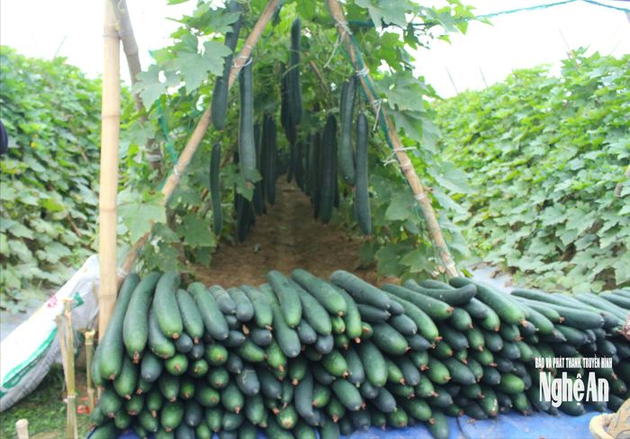 Cây bí xanh trên đất bãi Nhân Hòa. Ảnh: CSCC