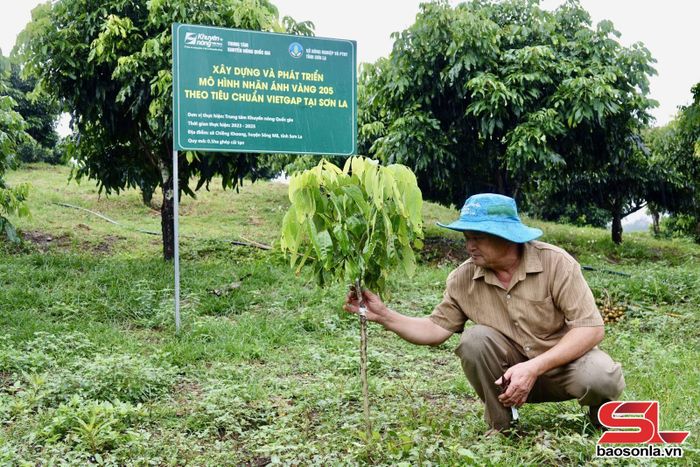 Nông dân bản Púng ghép cải tạo giống nhãn ánh vàng.
