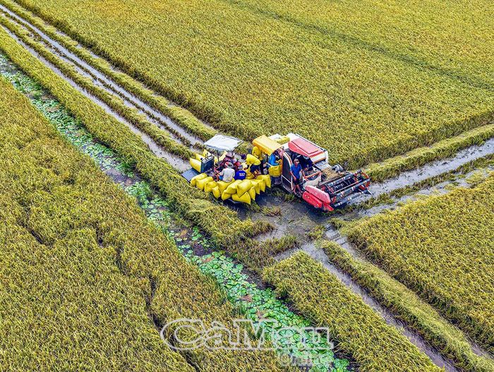 Hệ sinh thái ngọt được giữ vững, tạo nền tảng cho đời sống người dân thêm ổn định, sung túc.